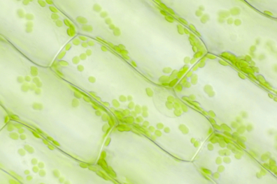 Les cellules végétales - De l'organisme à la cellule